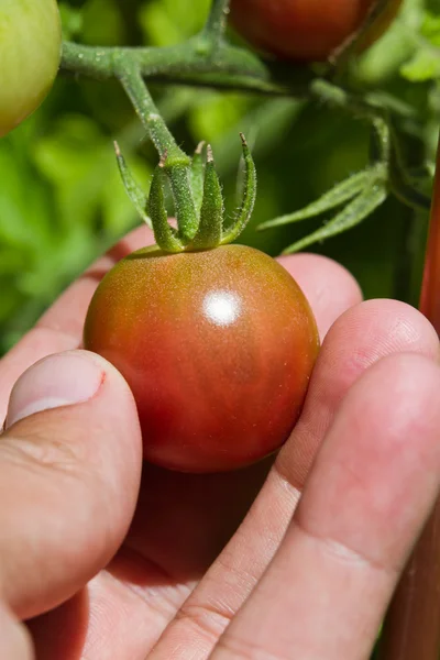 Vine ripe tomatos — Stock Photo, Image