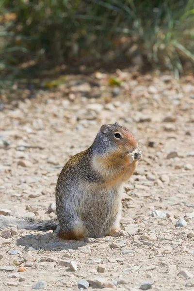 Esquilo em terra — Fotografia de Stock