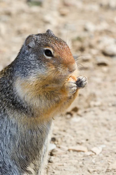 Ground squirrel — Stock Photo, Image