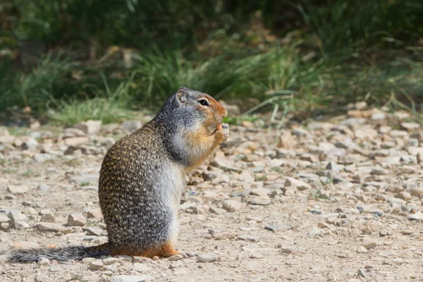 Ground squirrel — Stock Photo, Image