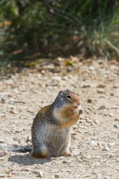 Ground squirrel — Stock Photo, Image