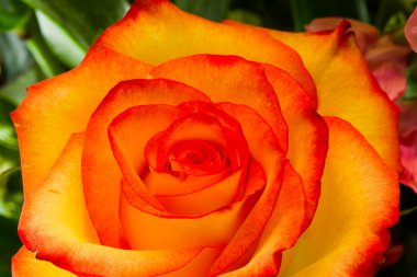 güzel çiçek aranjmanı