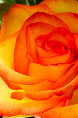 güzel çiçek aranjmanı