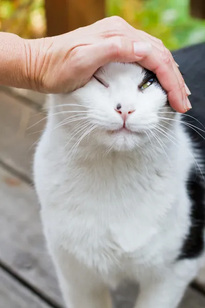 Accarezzare il gatto — Foto Stock