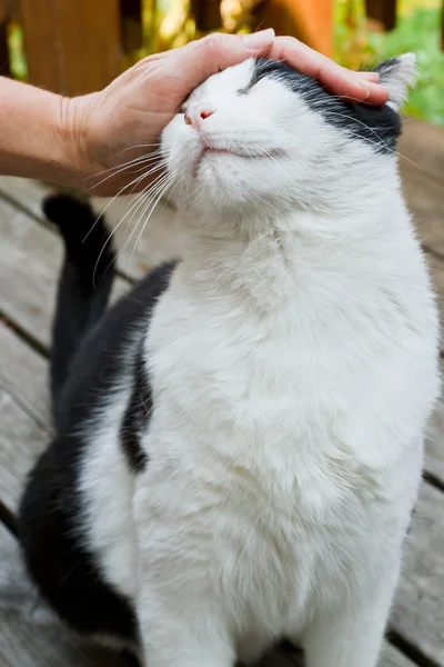 Streicheln der Katze — Stockfoto