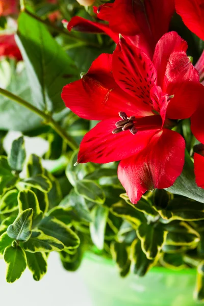 Belo arranjo de flores — Fotografia de Stock