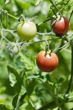 vine ripe tomatos
