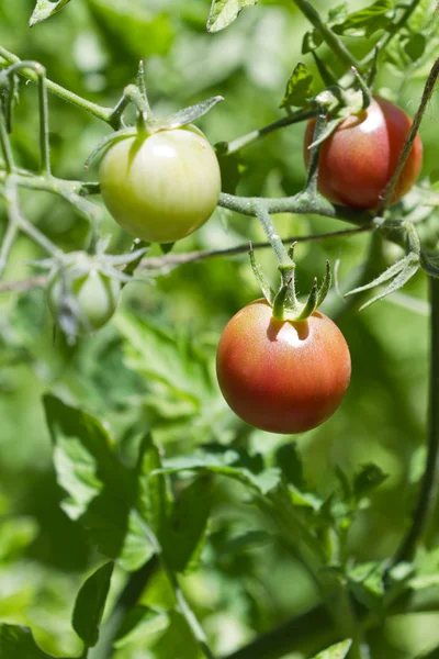 Tomates maduros de vid — Foto de Stock