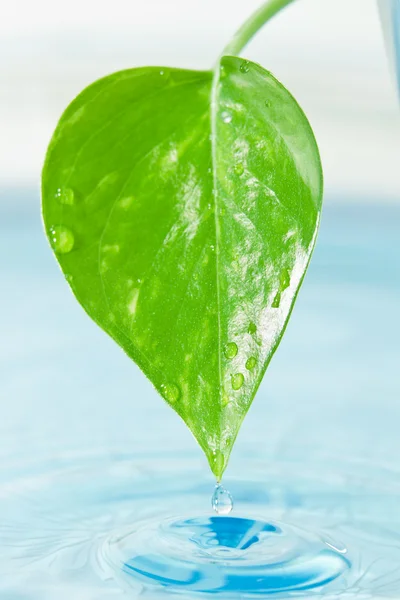 Zelený list a voda — Stock fotografie