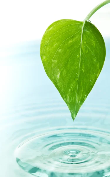 Foglia verde e acqua — Foto Stock