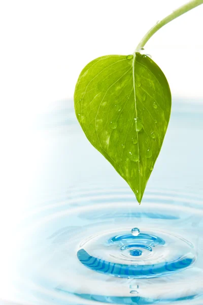 Зелений лист і вода — стокове фото