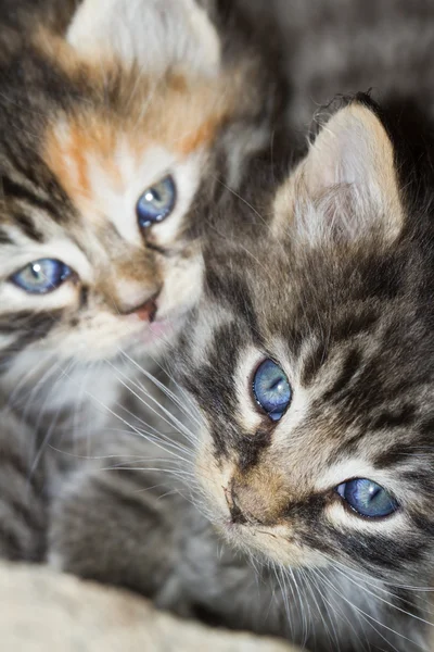 Olhos de gatinho — Fotografia de Stock