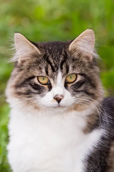 Olhos de gatinho — Fotografia de Stock