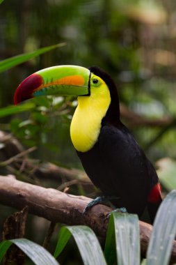 Keel billed toucan clipart