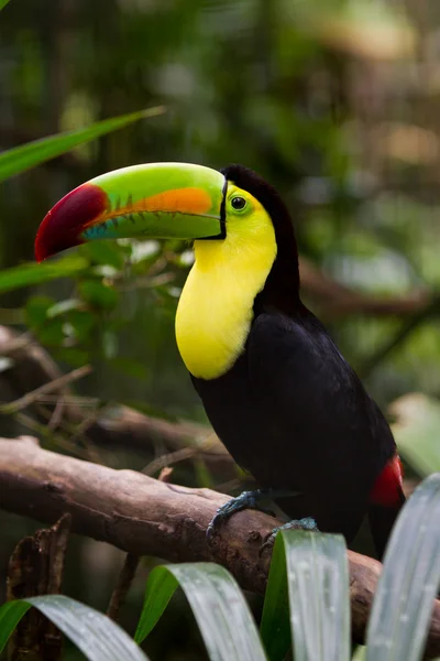 Keel billed toucan
