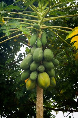 Papaya ağacını