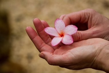 Frangipani, tropikal çiçek