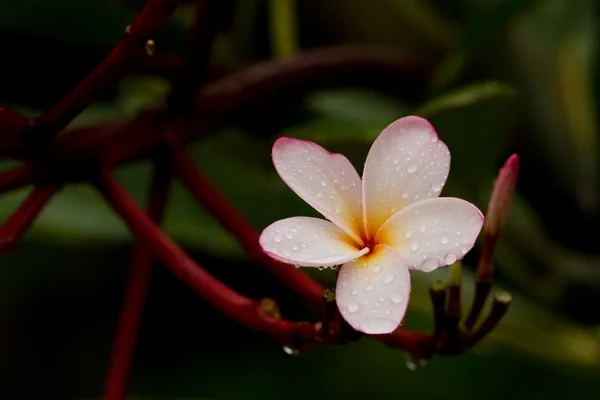 Frangipani, tropikal çiçek — Stok fotoğraf