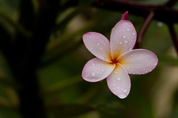 Frangipani, tropikalny kwiat — Zdjęcie stockowe