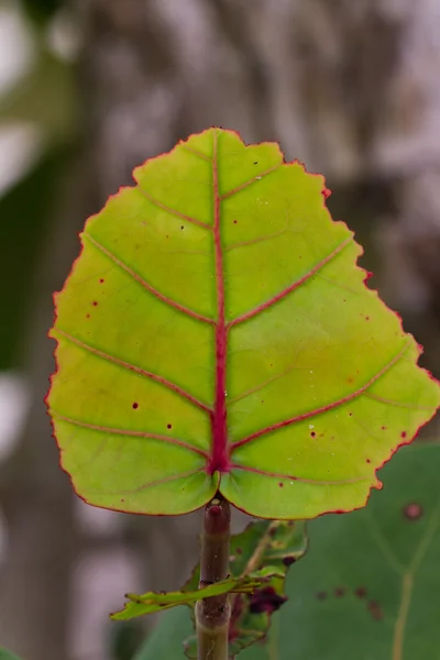 Тропический лист растений — стоковое фото