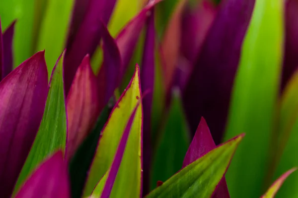 renkli yaprakları arka plan