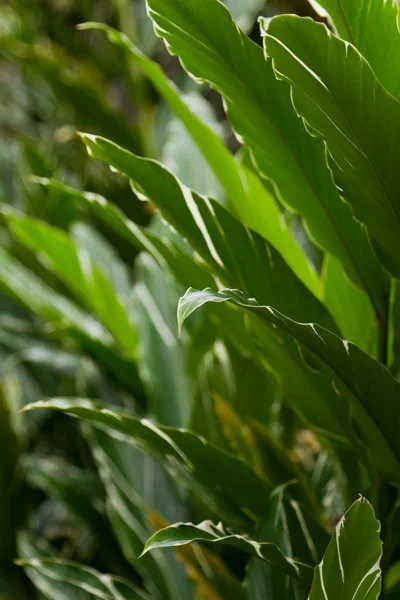 Feuille verte fond — Photo