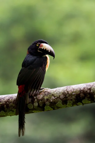 Yakalı aracari — Stok fotoğraf