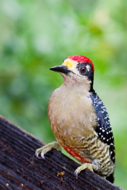 Black - cheeked Woodpecker clipart