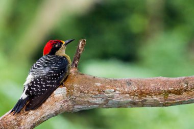 siyah - yanaklı ağaçkakan