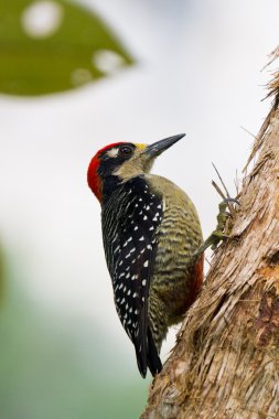 siyah - yanaklı ağaçkakan