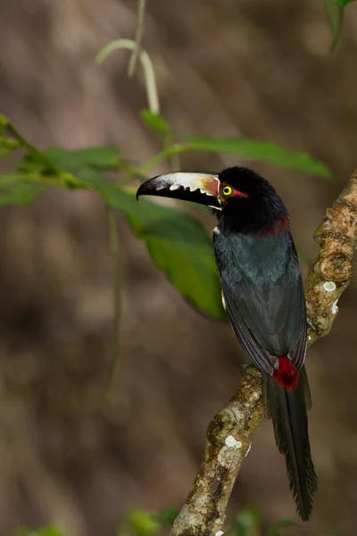 Aracari, Tucano — Foto Stock