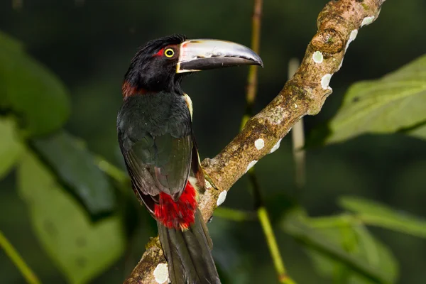 Araçari, tucano — Fotografia de Stock