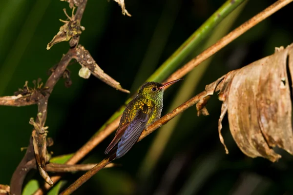 Pájaro tarareando — Foto de Stock