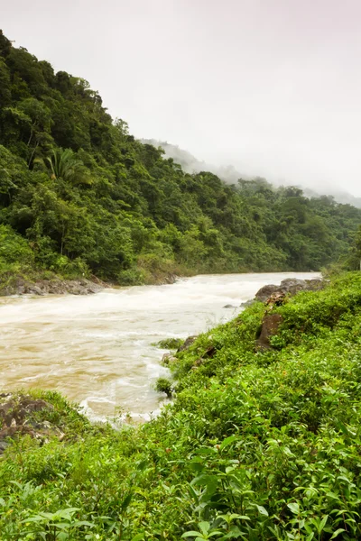 Macal rivier belize — Stockfoto