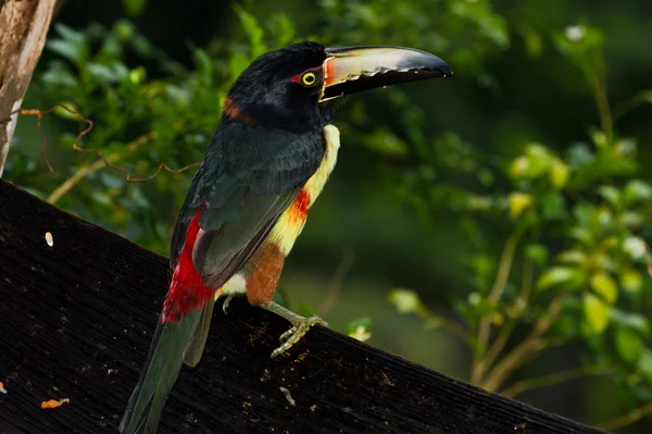 Aracari, Toucan — Stok fotoğraf