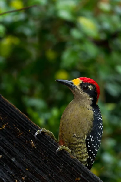 黑色-颊啄木鸟 — 图库照片