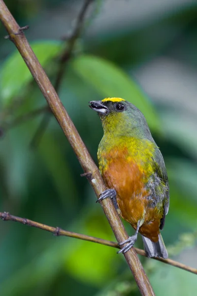 Olijf back euphonia — Stockfoto