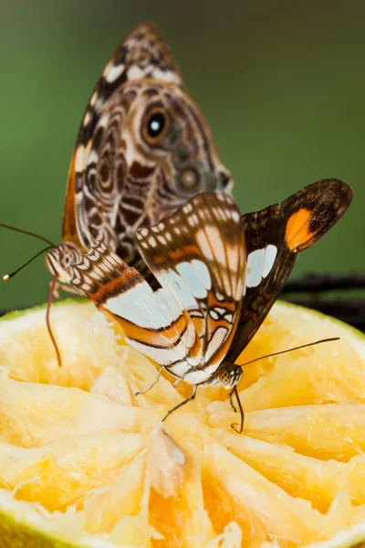 Trópusi pillangó — Stock Fotó