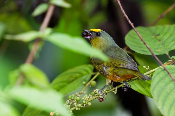 Eufonia sostenuta da olive — Foto Stock