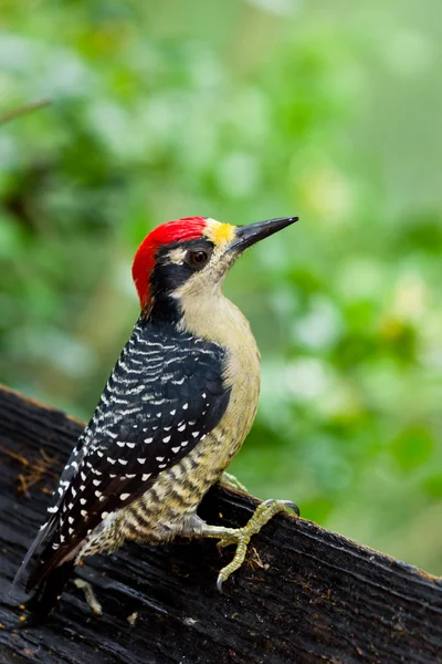 Pájaro carpintero negro con mejillas —  Fotos de Stock