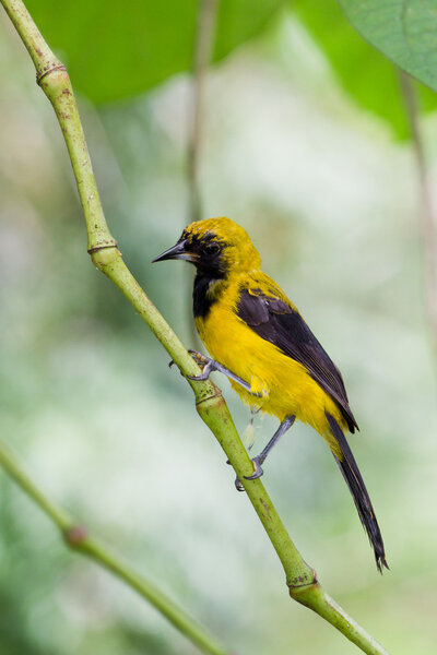 Желтый - Хвостовой Ориоле
