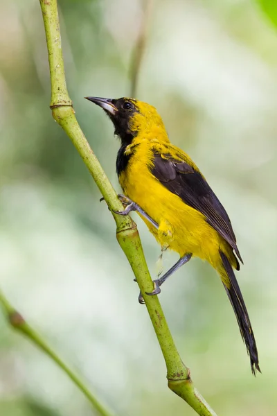 Yellow - Tailed Oriole — Stock Photo, Image