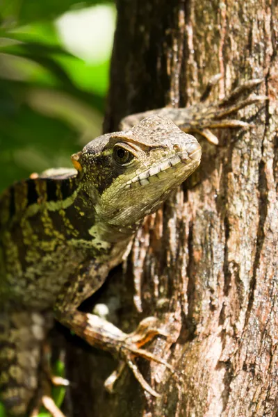 Lagarto árbol — Foto de Stock