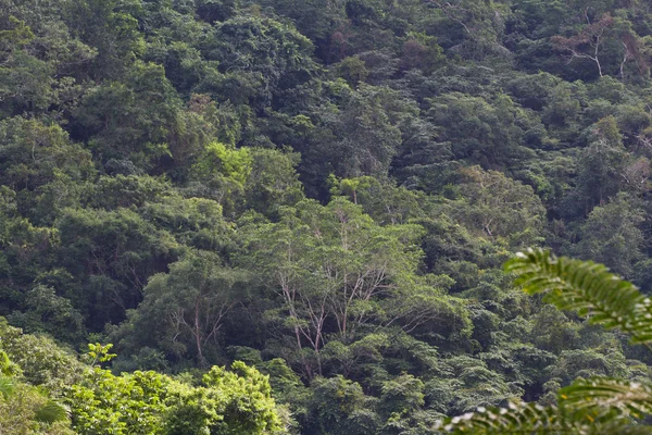 La forêt tropicale — Photo