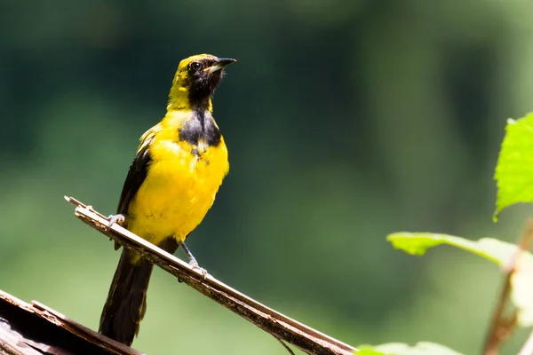 Yellow - Tailed Oriole — Stock Photo, Image