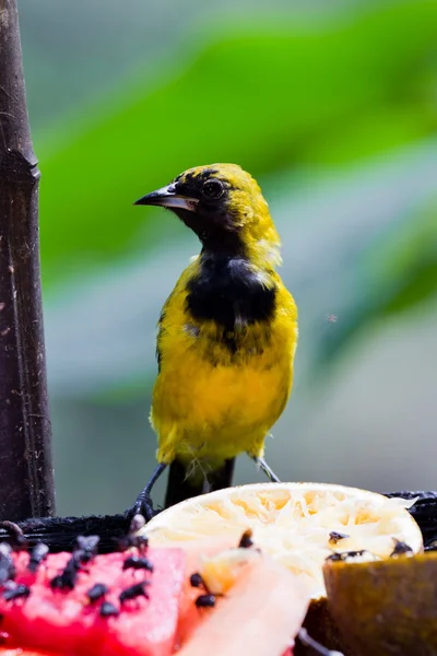 Jaune - Oriole à queue — Photo