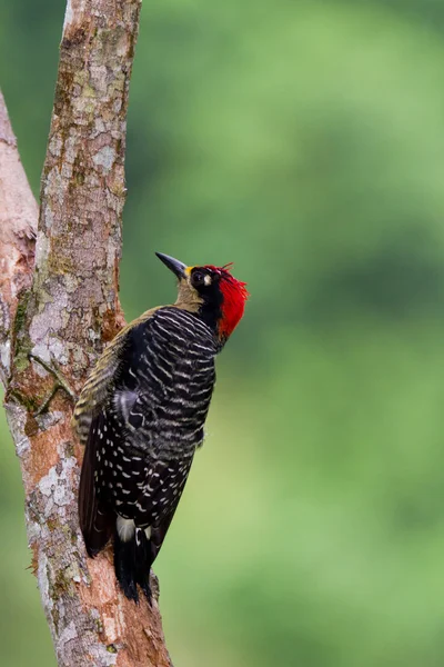 黑色-颊啄木鸟 — 图库照片