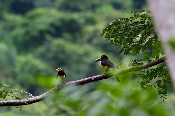 Aracari, Toucan — Photo