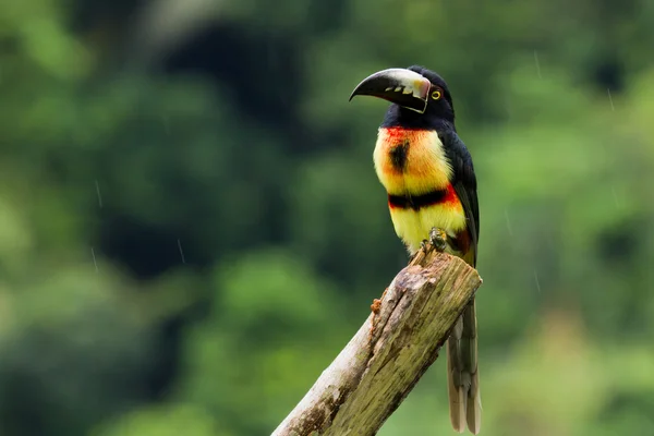 Araçari, tucano — Fotografia de Stock