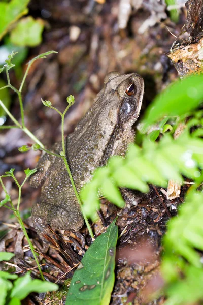 Large toad — Stock Photo, Image